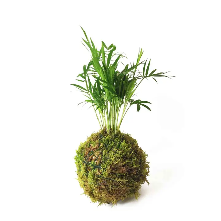 Kokedama Palmera de salón / Chamaedorea Elegans / Kokedamus / planta interior - decoración del hogar - planta natural - elaboración artesanal - 1