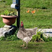 Estatua De Gallo Para Jardín Adorno Ornamental De Patoio Decorativo Para Patio Camino De Atrás Regalo Para Amante De Año Nuevo Navidad Cumpleaños - details 6