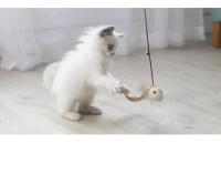 Juguete Interactivo Para Gatos 40cm Varita De Madera Con Pluma Y Campanilla Mini Juguete Telescopio Para Divertir Y Entretener a Los Gatos - details 7