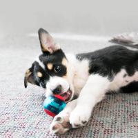 KONG Squeezz Action pelota para perros talla S - details 2