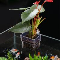Cesta Para Plantas De Acuario Transparente Decoración Colgante Para Tanque De Peces Soporte Para Plantas Acuáticas - details 8