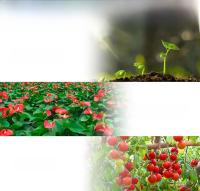 Bulbo De Cultivo Para Plantas 80W LED Espectro Completo Para Suculentas Interior Iluminación Para Invernadero Y Frutas Peso Del Paquete 100000015 - details 6