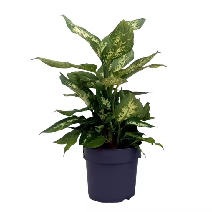 Planta Natural Dieffenbachia. Purificadora del aire. Segura Garden. Dieffenbachia en casa: purifica aire, aporta frescura, fácil cuidado, embellece. ¡Bienestar y estética natural para tu hogar! - 1