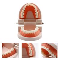 Modelo Dental Estándar De Dientes Humanos Para Enseñanza Y Estudio Práctica De Limpieza Perfecto Para Niños Montessori - details 16