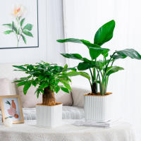 Vaso De Plástico Para Plantas Verdes En Sistemas De Riego Automático Moderno Para El Hogar Regalo Para Amantes Del Jardín Y Flores - details 0