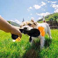 Juguete Interactivo Para Perros Peluche Squeaky Ruido De Pollo Resistente Mordida Juguete Para Bebés Accesorios Para Perros - details 5