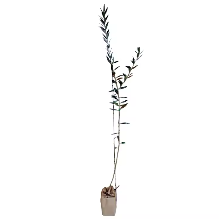 Planta natural Olivo. Productores de aceite y aceituna de mesa. Elegir variedad. Segura Garden.  Un olivo para el jardín brinda elegancia, sombra y aceitunas. Conecta con la naturaleza, ¡cultiva tradición mediterránea en casa! 🌿🏡 - 1