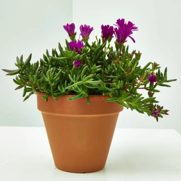 Verdecora MESSEM Planta Natural de Exterior - Resistente Al Frío - Maceta de 13cm - 1
