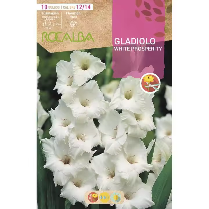 Bulbo Gladiolo blanco puro 10 unidades Rocalba - 1