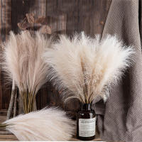 1/5PCS Flor De Pampas Artificial En Estilo INS Alta Calidad Plantas Falsas Para Decoración Bohemia De Hogar Y Jardín Para Dormitorio Y Balcones - details 1