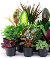 Pack de 10 plantas natural de interior en maceta de 9 cm. Purifican el aire, reducen el estrés, mejoran la concentración y añaden belleza al hogar. También regulan la humedad, absorben ruido y crean un ambiente más saludable y acogedor. Segura Garden - details 0