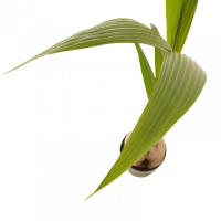 Palmera Cocotera Natural en Maceta de Ø19cm | Altura 130cm | Interior - details 1