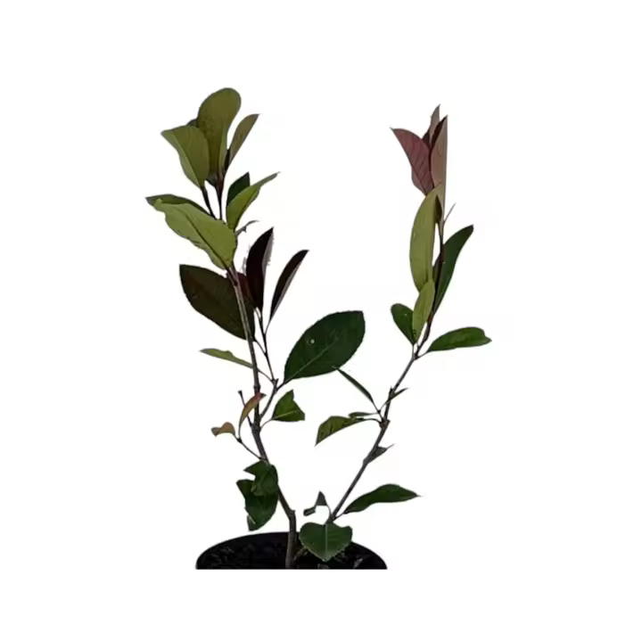 Planta natural Photinia fraseri. Potinia Red Robin. Es ornamental, resistente a diversas condiciones climáticas, ideal para setos por su rápido crecimiento, hojas rojizas decorativas, y requiere poco mantenimiento. Atrae fauna benéfica. Segura Garden. - 1