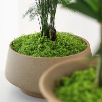 1PC DIY Hierba Artificial Verde Fresca Moss Para Jardín Terrariums Decoración De Centros De Mesa De Boda Micro Paisaje De Leno - details 4