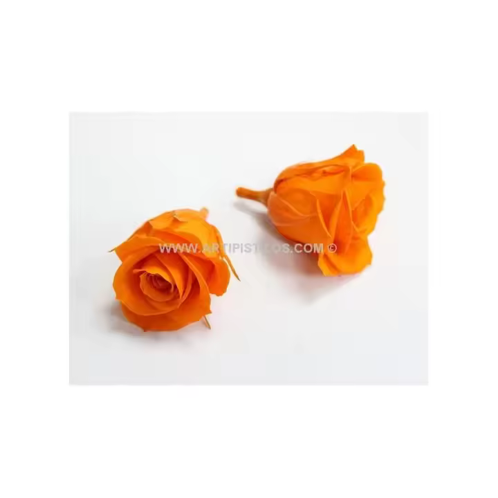 Rosa Preservada de 4 Cms. Calidad Premium - Raíz Flores - 1