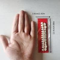 Modelo De Dientes Permanentes Para Entrenamiento Dental 28pcs Propiedades De Resina Para Profesionales De La Odontología Y Estudiantes - details 5