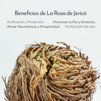 MUT22 Rosas de Jericó: Renacimiento Espiritual y Armonía en un Elegante Conjunto Floral - details 1