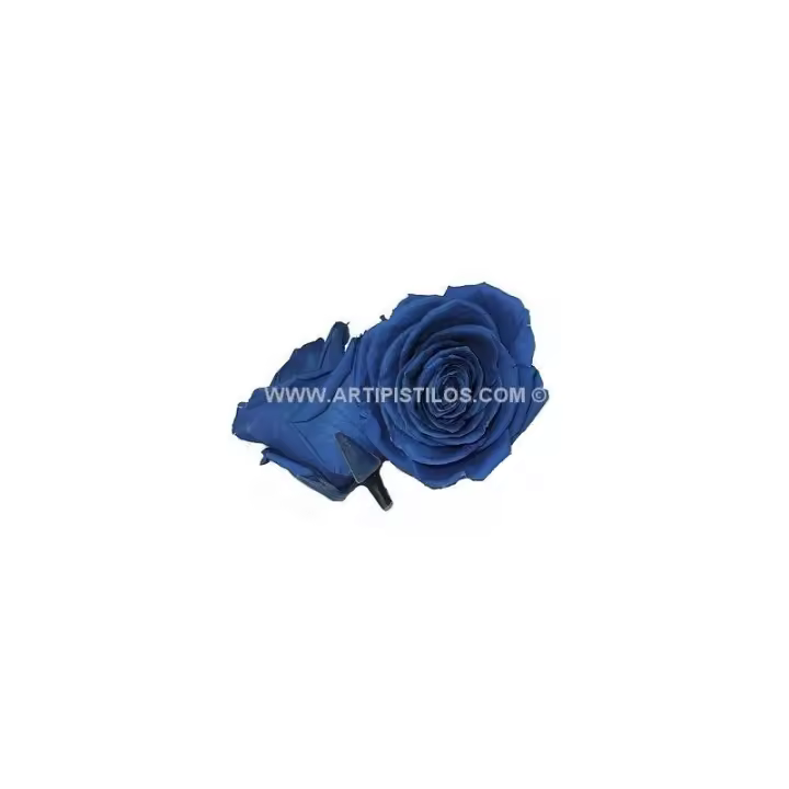 Rosa Grande Preservada de Alta Calidad - 9 Cm - Flores y Plantas Artificiales - 1