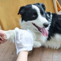 6PCS Guantes Desérgibles Para Mascotas Perros Y Gatos Toallas De Limpieza Seca Y Húmeda Guantes Limpia Sin Enjuague Desodorizante - details 1