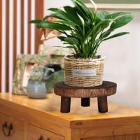 Nueva Tabla De Plantas De Madera Soporte Para Maceta Base De Flor Estilo De Jardín Display De Flores Y Hierbas - details 3
