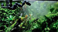 Accesorios De Rociador Para Acuario Sprinkler De Selva Tropical Repartidor De Agua Metálico De Latón Para Tanque De Acuario - details 5