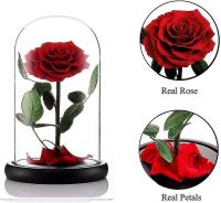 Preservado real Rose Eternal Rose en vidrio cúpula regalo para ella - details 2