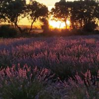Mariem 19 53 Fragancia de la Alcarria Rodillo RollOn Contiene Aceiete Esencial de Lavanda Puro Alternativa Natural Para Mejorar el Descanso Ayuda a Liberar la Tensión y el Estrés 15 ML Proveniente Directamente de los Agricultores Origen Guadalajara España - details 3