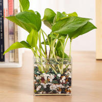 Jarrón De Plástico Transparente Y Minimalista Moderno En Forma De Cuadrado Para Decoración Del Hogar Y Estudio Contenedor De Plantas Hidroponicas - details 1