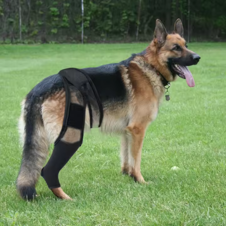 Férula Para La Rodilla De Perro Para Dolor De Articulaciones Y Muscular Soporte Para Pierna Trasera Para Ancianos Perros Discapacitados Y Heridos Material De Poliéster - 1