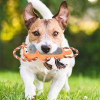 juguete para perros, Peluche para Mascotas con Cuerda, Juguetes Interactivos de Algodón para Perro, Juguetes Chirriantes Aburridos, Juguete para Morder para Perro, Juguetes Masticables, para Perro Pequeños, Medianos y Grandes, Limpieza Dental - details 4