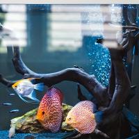 Adorno De Acuario De Madera Muerta En Forma De Tronco Ornamento De Micro Paisaje Reptiles Y Peces Decoración Natural Para Aquarium - details 2