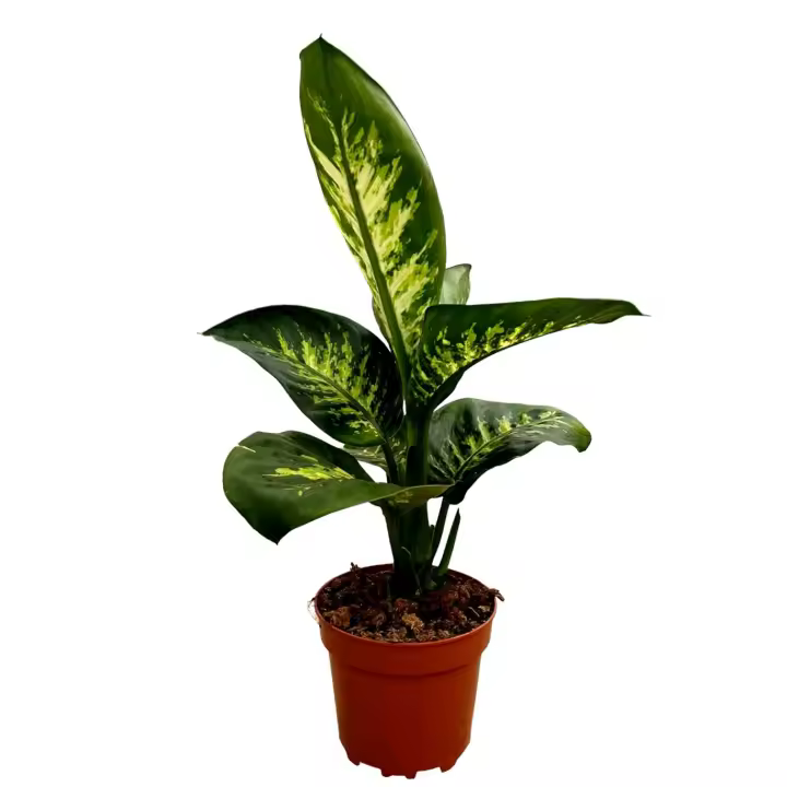 1 Planta natural Dieffenbachia. Segura Garden. Atractivo follaje y capacidad para purificar el aire. Sus hojas vibrantes añaden belleza y frescura al hogar. ¡Embellece y purifica con la dieffenbachia! 🌿 - 1