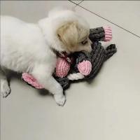 Juguete De Peluche Para Perros Forma De Animales Interactivo Masticable Para Pequeños Y Grandes Perros Perro Pupilo Entrenamiento Accesorios - details 11
