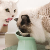 Tazón De Alimentos Para Gato Elevado Antideslizante Anti-Vómito Para Gatos Planos Tazón Inclinado De Alimento Y Agua Para Mascotas - details 8