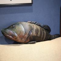 Juguete De Peluche 3D Simulación Peces Mero Salmón Saury Cordero Cojín Creativo Para Sofá Regalo Para Niños Animal De Peluche Tipo Muñeco Relleno De Algodón PP - details 22