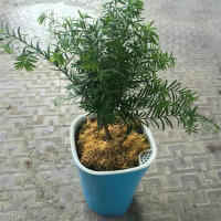 Maceta Automática De Riego Para Plantas 1PC Plástico Decoración Para Hogar Y Jardín Irrigación Inalámbrica Para Flores Internas - details 5