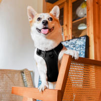 Harnés De Malla De Nylon Para Perros Medianos Y Grandes Transpirable Con Reflejos Correa De Pecho Para Perros Franceses Bulldog - details 15