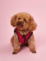 Chaqueta De Invierno Para Perro Acolchada Y Impermeable Con Cuello Alto Ropa De Invierno Para Perro Abrazadera De Nieve Traje Navideño Para Mascotas - details 2
