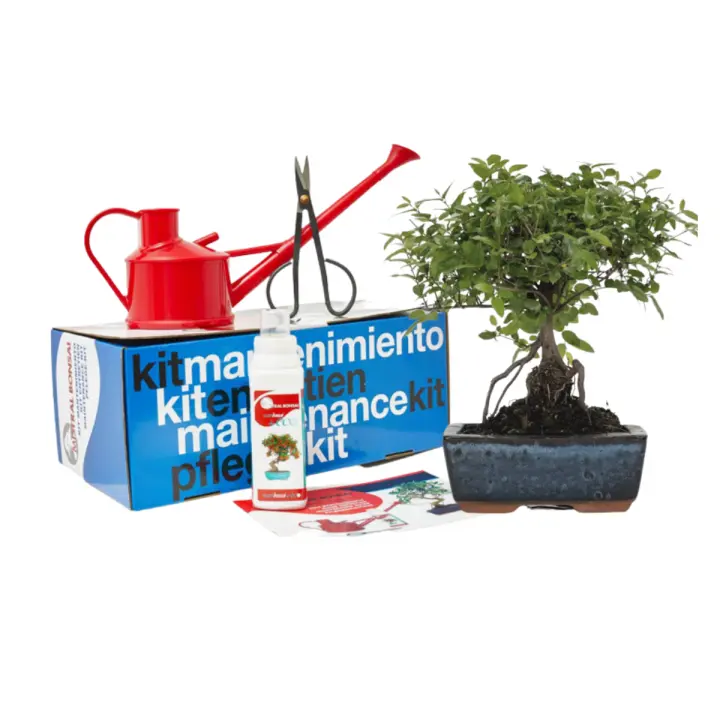 Verdecora Lote de Iniciación Bonsai 5 Años + Plato Cerámica + Kit de Mantenimiento | Maceta Cerámica 15x10x5cm - 1