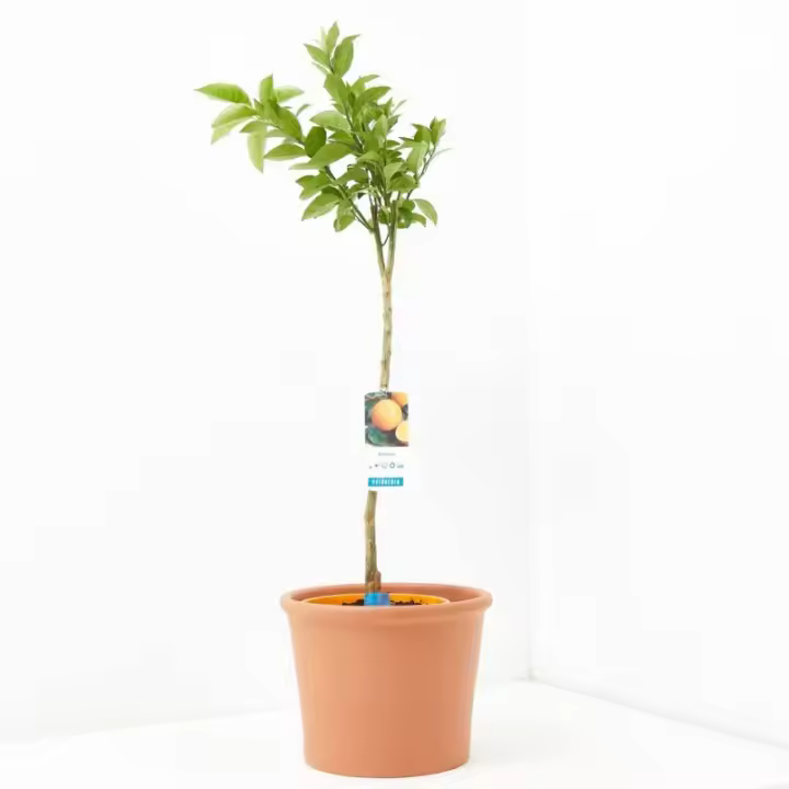 Verdecora Naranjo Árbol Cítrico en Maceta de 5L | Frutas Abundantes | Planta Natural de Exterior - 1