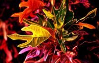 1 Planta natural Croton. Elegir variedad y tamaño. Segura Garden. Añade belleza y purifica el aire en interiores. Sus hojas llamativas y variadas crean un ambiente acogedor y relajante, mejorando la calidad estética y ambiental de tu hogar. - details 0