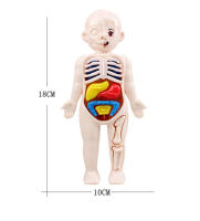 Puzzle 3D De Anatomía Del Cuerpo Humano Montessori Para Niños Juguetes Educativos De Aprendizaje Organizado Herramienta De Enseñanza Para Niños - details 4
