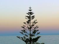 Planta Natural Araucaria. Segura Garden. Brinda elegancia, es resistente a plagas y aporta sombra. Sus formas únicas y baja mantención la hacen ideal para jardines decorativos. - details 0
