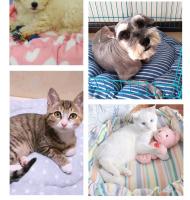 Cama De Mascota Dual Uso Ajustable Con Cordón Cómoda Y Cálida Para Gatos Y Perros Todas Las Estaciones Almohadilla De Mascota Para Pupusas - details 7