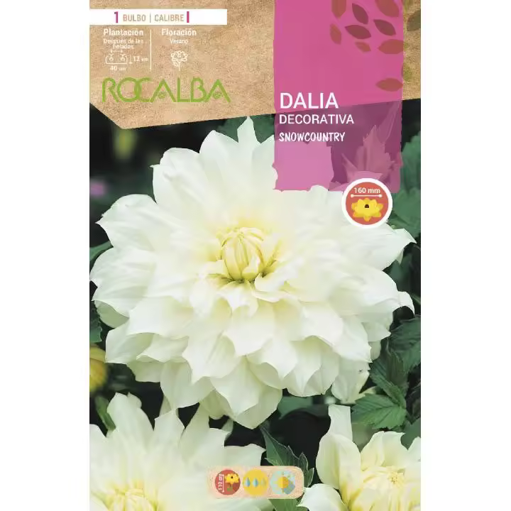 Bulbo Dalia decorativa Blanco puro 1 unidad - 1