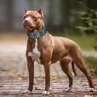 Collar De Cuero Genuino Para Perros Medianos Y Grandes Con Espinas Ajustable Para Pitbull Bulldog Collar De Mascota Con Colgante Para Todas Las Estaciones - details 9