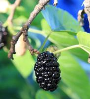 Planta natural arbol Morus Nigra. Morera Negra. Ofrece sombra, mejora el suelo, es resistente, se adapta a diversos climas, provee alimento para gusanos de seda y frutos nutritivos, y es ornamental en paisajes. Segura Garden. - details 0