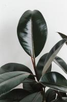 Ficus Robusta Elástica | Planta Natural interior 60cm 80cm | ideal decorar ambientes locales comerciales casas restaurantes vidrieras - details 2