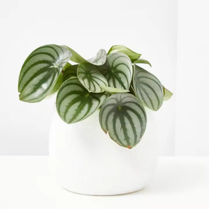 Verdecora Peperomia 12cm - Planta Natural de Interior Decorativa - 1