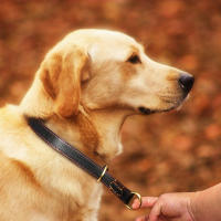Collar De Cuero Genuino Duradero Para Perros Medianos Y Grandes Collar De Entrenamiento De Ahogo Para Labrador Y Aleman Shephard Negro Marrón - details 9
